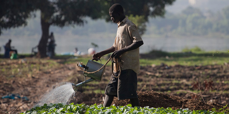 Agriculture increases jobs by 10%, 2023 Quarterly Labour Force Survey shows